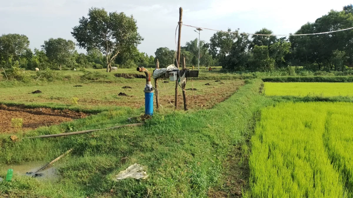 Erratic monsoon delays Aman cultivation in parts of Bengal despite near-normal rainfall