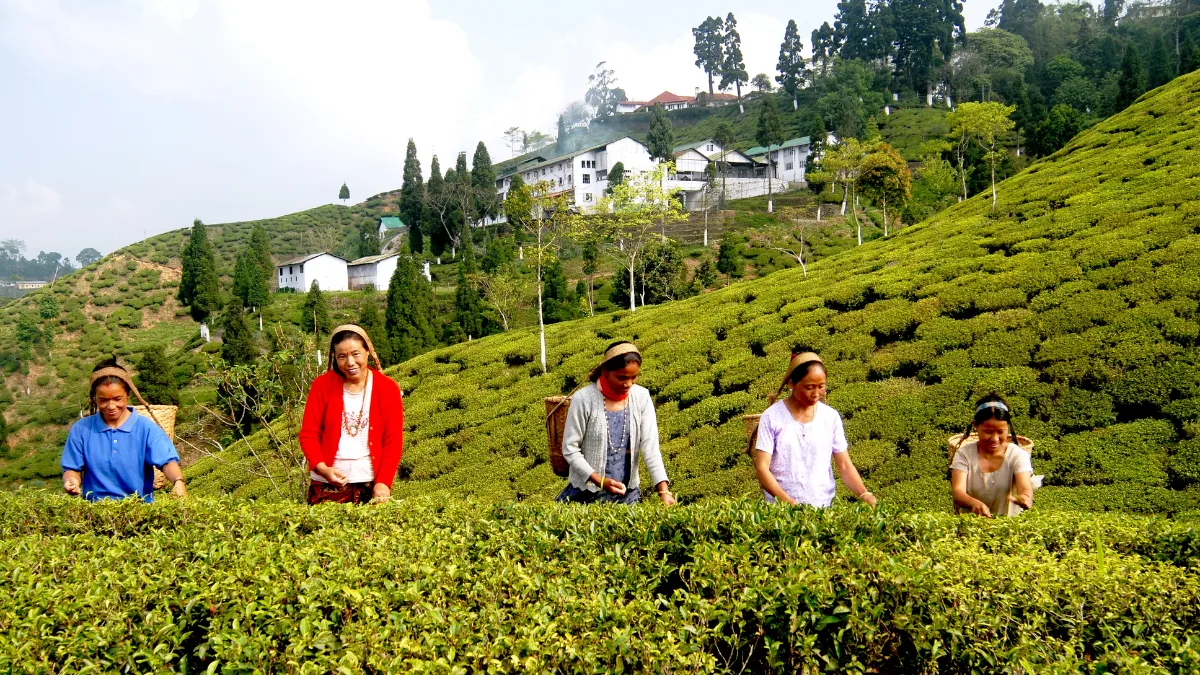 PM tea workers’ welfare scheme gets final nod, receives Rs 313.30 crore outlay
