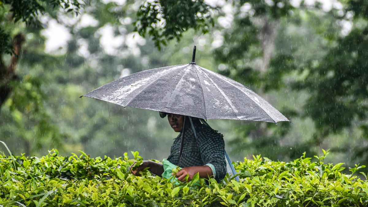 North Bengal tea crisis: Bought leaf factories suspend green leaf procurement