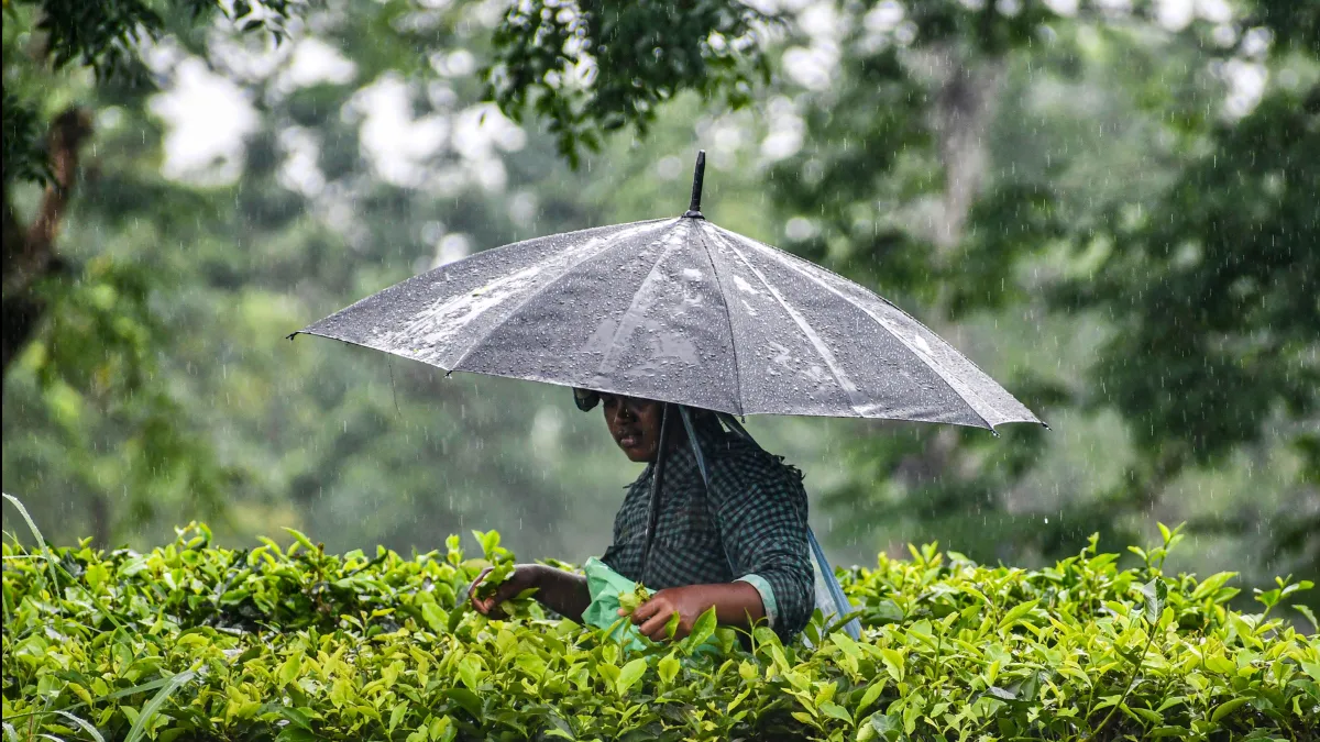 Tea gardens have one month to clear PF, gratuity dues, says Bengal Labour Minister Arjun Singh