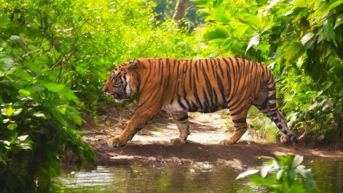 Bengal’s Buxa tigress release plan hits roadblock as locals object to relocation process
